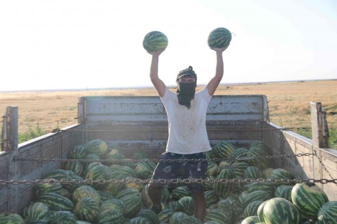 Diyarbakır’da Karacadağ’ın Volkanik Arazilerinde Ekilen Karpuzun Hasadı Yapıldı