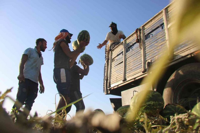Diyarbakır’da Karacadağ’ın Volkanik Arazilerinde Ekilen Karpuzun Hasadı Yapıldı