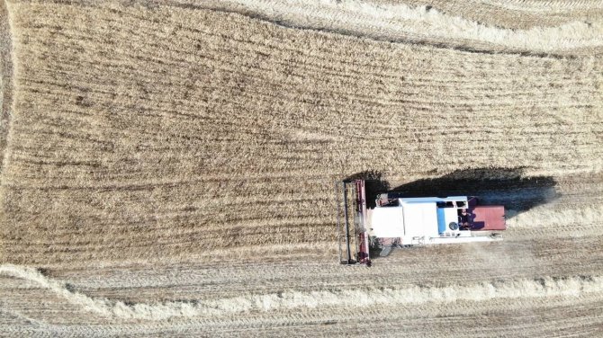 Kırklareli’de Buğday Hasadında Sona Gelindi, Kurak Bölgelerde Verim Düştü