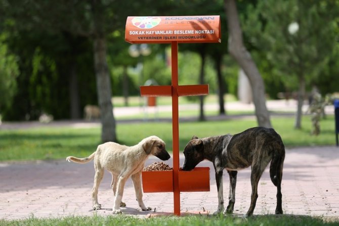 Kocasinan’da Küçük Dostlar İçin Büyük Hassasiyet