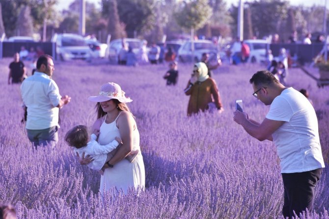 Karatay Lavanta Günleri’ne 2 Günde 120 Bin Kişi Katıldı