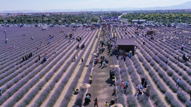 Karatay Lavanta Günleri’ne 2 Günde 120 Bin Kişi Katıldı