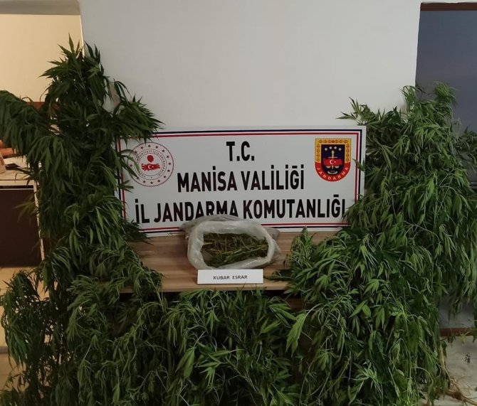 Bahçede Sebze Yerine Kenevir Yetiştirmiş