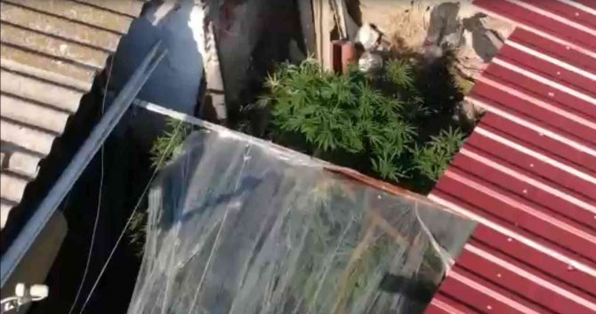 Bahçede Sebze Yerine Kenevir Yetiştirmiş