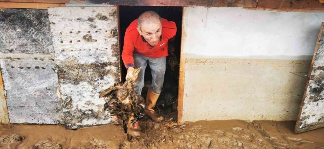Ordu’da Dereler Taştı, Kümes Hayvanları Telef Oldu