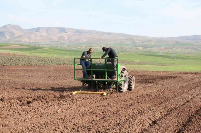 Okumak İçin Geldiği Siirt’te Üretici Olmayı Hedefliyor