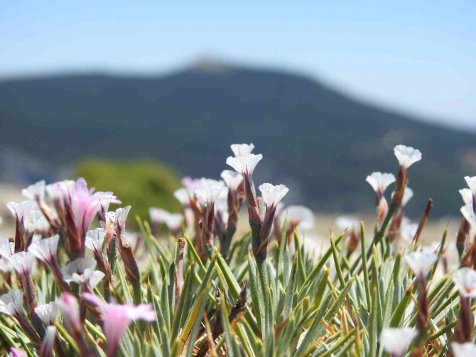 Spil Dağı Milli Parkı’nın Endemik Tür Bitki Ve Çiçekleri Fotoğraflandı