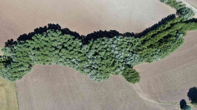 Menderes Görünümlü Orman Dikkat Çekiyor