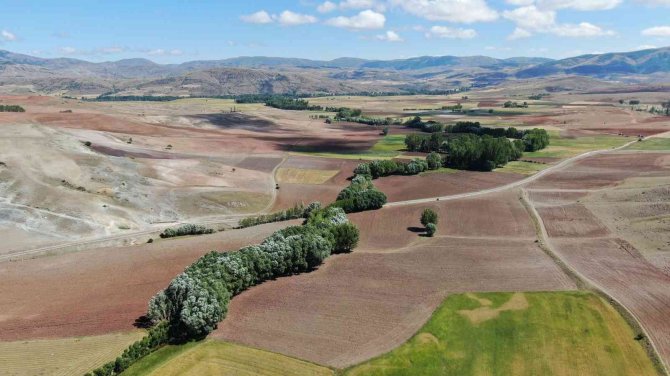 Menderes Görünümlü Orman Dikkat Çekiyor