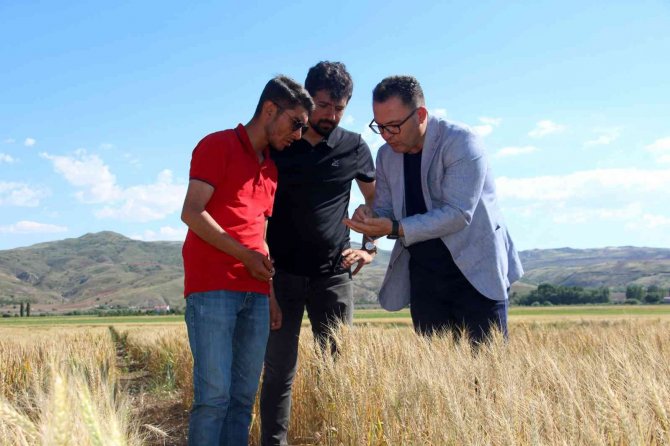 Türk Bilim Adamları 2 Bin 500 Genotip Üzerinde Çalışıyor