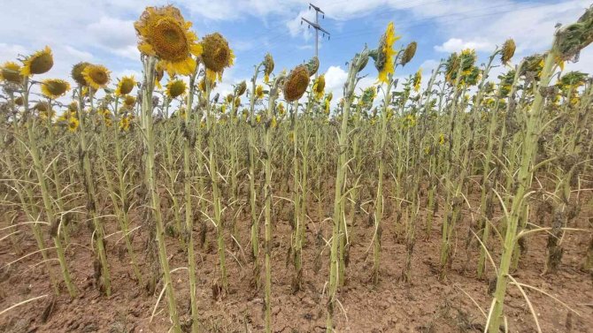 Bakan Yardımcısı Pakdil’den Tırtıl İstilası Konusunda Rahatlatan Açıklama: “Ürkütücü Bir Tablo Yok”