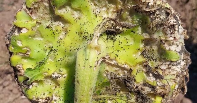 Çanakkale’de Tırtıl İstilasına Karşı Çalışma Başlatıldı