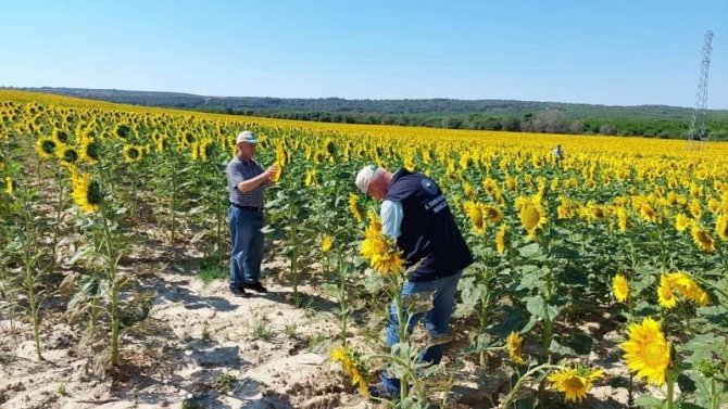 Çanakkale’de Tırtıl İstilasına Karşı Çalışma Başlatıldı