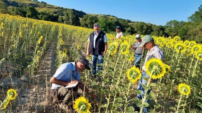 Çanakkale’de Tırtıl İstilasına Karşı Çalışma Başlatıldı