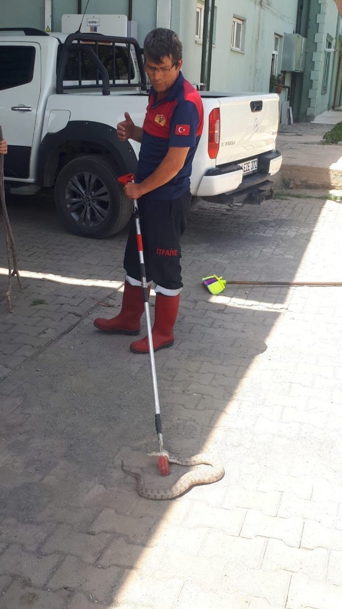 Iğdır’da İş Yerine Giren Engerek Yılanı Korkuttu