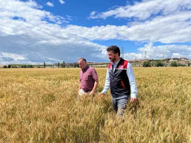 Yağışların Ardından Verim Geçtiğimiz Yıla Göre 2 Kat Arttı