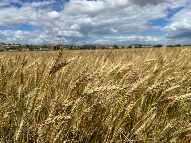 Yağışların Ardından Verim Geçtiğimiz Yıla Göre 2 Kat Arttı