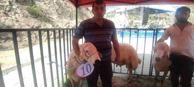 Yozgat’ta Koç Ve Buzağı Güzellik Yarışması Yapıldı