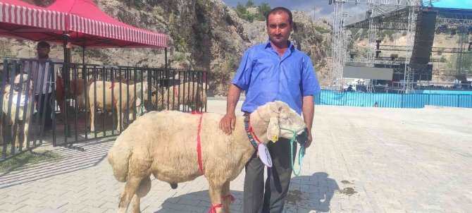 Yozgat’ta Koç Ve Buzağı Güzellik Yarışması Yapıldı