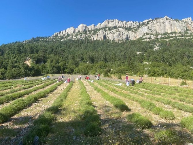 Mor Tarlalarda Hasat Başladı