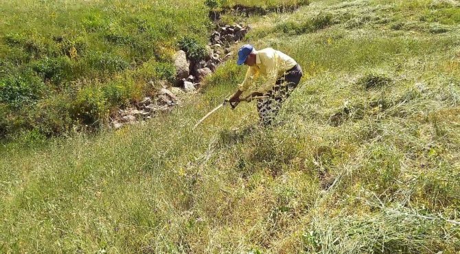 Tırpanla Ot Biçme Geleneği Kayboluyor