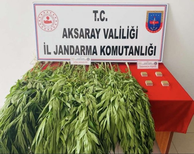 Müstakil Evin Bahçesinde Kenevir Ele Geçirildi