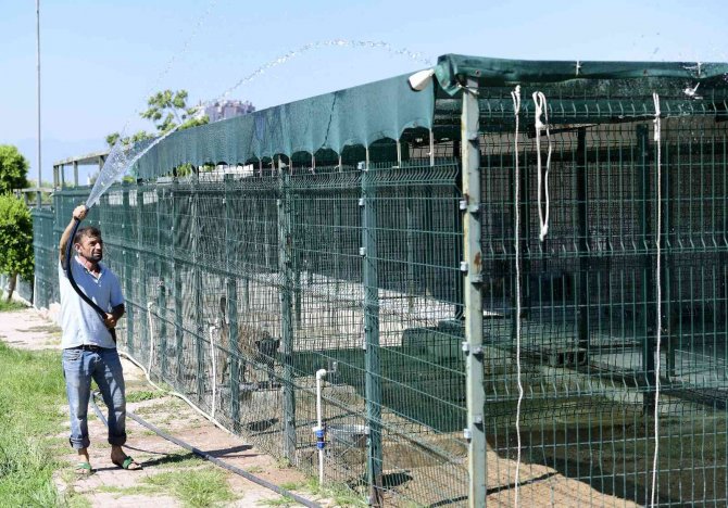 Antalya’da Kavurucu Sıcaklarda Sokak Hayvanları İçin Vıp Hizmet