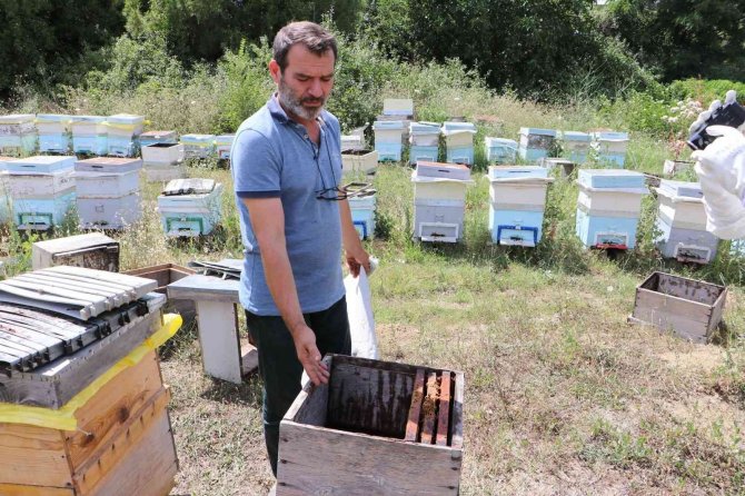 Tekirdağ’da Ortaya Çıkan Tırtıl İstilasıyla Beraber, Ayçiçeği Tarlalarının İlaçlanması Sonrasında Kovanlarından Çıkan Arılar Bir Daha Geri Gelmedi