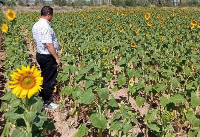 Aslanapa’da Ayçiçeği Ekili Alanlarda Hastalık Zararlı Ve Fenolojik Gözlem Kontrolleri