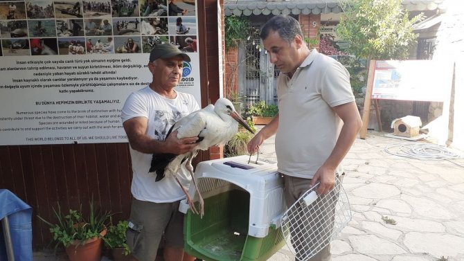 Aydın’da Yavru Leylekler İlk Kanatlarını Çırpmaya Başladı