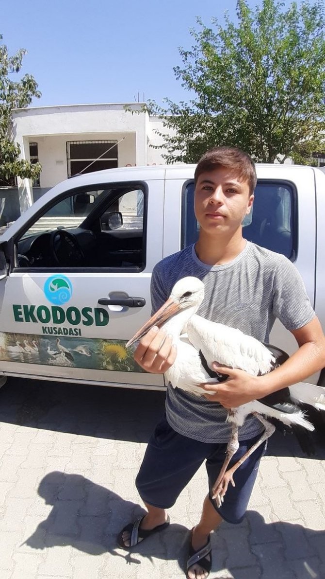 Aydın’da Yavru Leylekler İlk Kanatlarını Çırpmaya Başladı