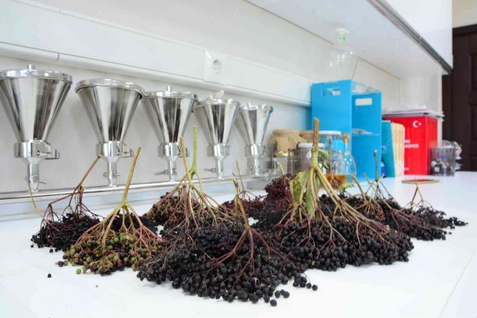 Balıkesir Büyükşehir Belediyesi, Bağışıklık Güçlendiren Kara Mürver Şurubu ’Sambuçem’i Üretti