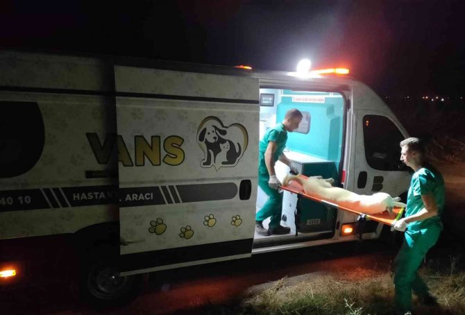 Tatilde 303 Can Dostun Tedavileri Gerçekleştirildi