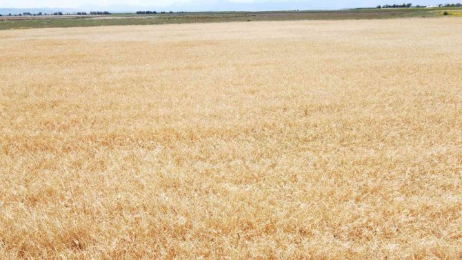 Konya’da Çiftçiler Buğday Hasadına Hazırlanıyor