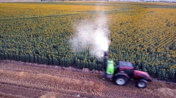 Bilecik’te Çayır Tırtılı Popülasyonu Ayçiçeği Ekili Alanlarda Zararlar Oluşturdu