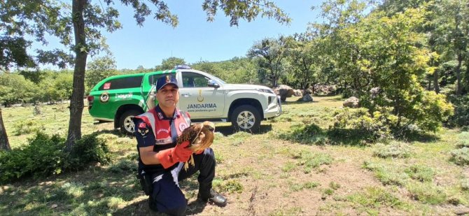 Yaralı Şahini Jandarma Ekipleri Kurtardı