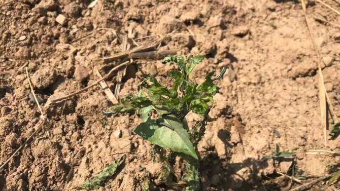 Çanakkale’de Tırtıl İstilası