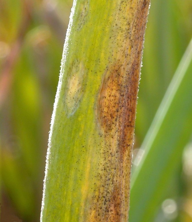 Tarım İ̇l Müdürlüğü’nden Soğan Üreticilerine Uyarı