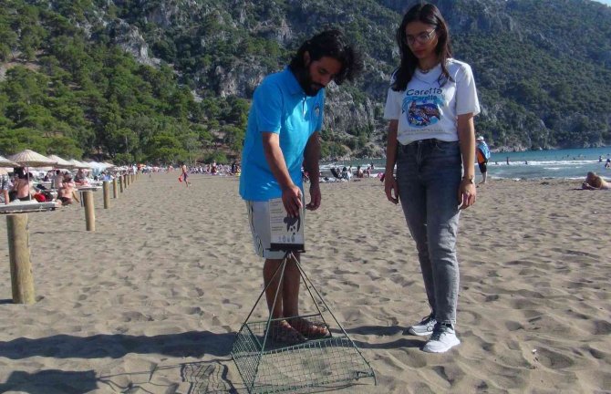 Deniz Kaplumbağası Yuva Sayısında İklim Krizi Etkisi