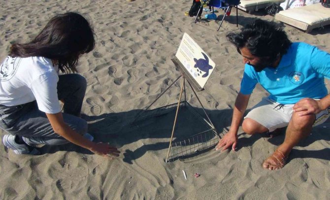 Deniz Kaplumbağası Yuva Sayısında İklim Krizi Etkisi