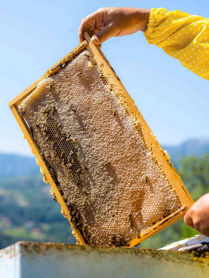 Şifa Deposu Kekik Hem Üreticisini Hem De Arıcıları Sevindirdi