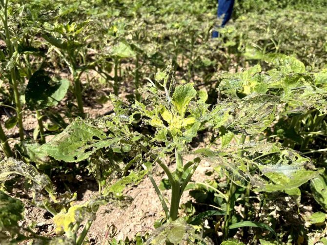 Eskişehir’de ‘Çayır Tırtılı’ İle Mücadele Başlatıldı