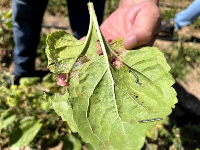 Eskişehir’de ‘Çayır Tırtılı’ İle Mücadele Başlatıldı