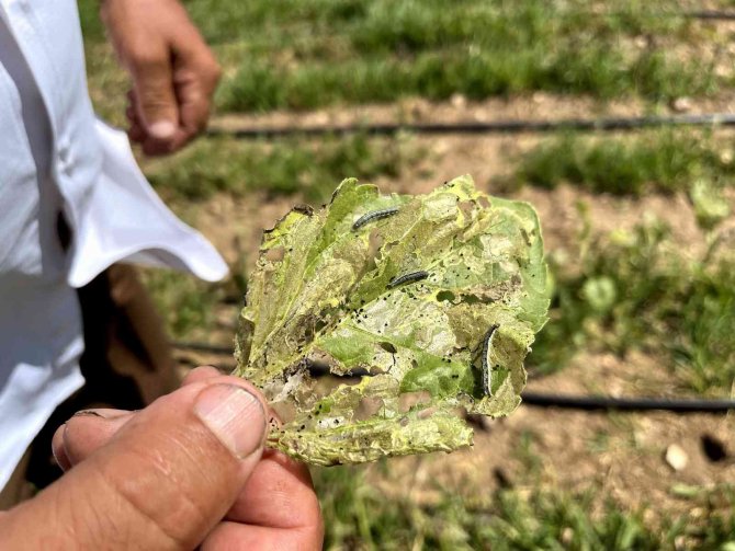 Eskişehir’de ‘Çayır Tırtılı’ İle Mücadele Başlatıldı