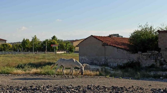 Başıboş Atlar Yine Sahnede