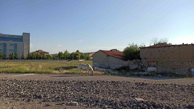 Başıboş Atlar Yine Sahnede