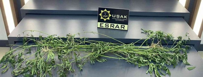 Evinde Yüklü Miktar Uyuşturucu Çıkan Şüpheli Serbest Kaldı