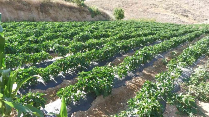 Meşhur Keban Biberinde Hasat Başladı