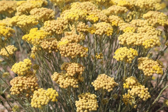 Altınotu Bitkisinin Hasadı Yapıldı