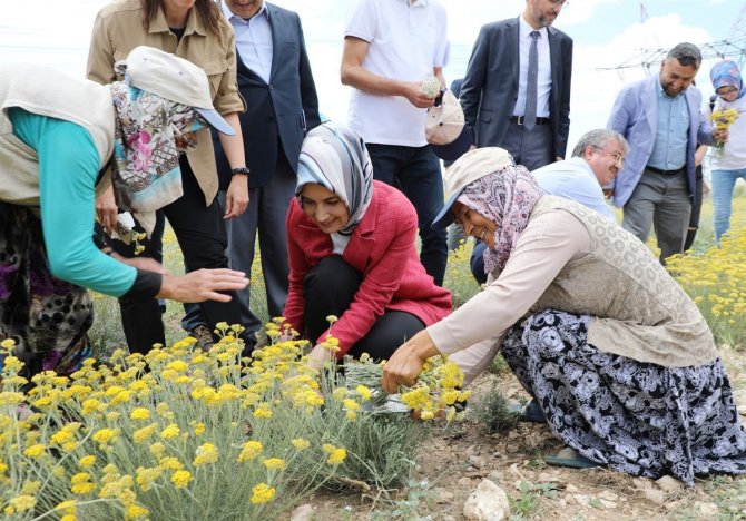 Altınotu Bitkisinin Hasadı Yapıldı